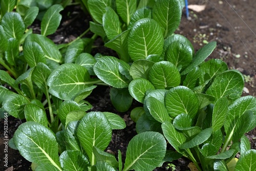 Japanese mustard spinach ( Komatsuna ) cultivation. A green and yellow vegetable belonging to the Brassicaceae family, it is rich in vitamins, iron and calcium.