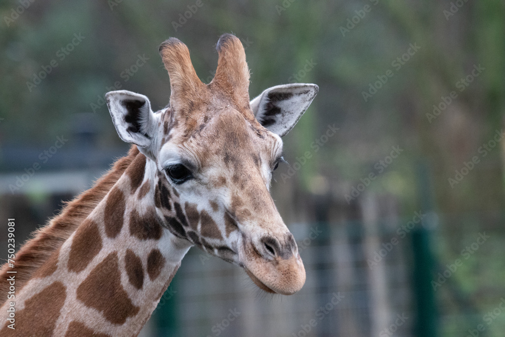 Fototapeta premium Wild park, animals, 