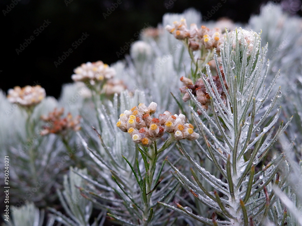 Beauty of edelweiss flowers exposed to morning dew, which is a perennial flower that grows in the mountains of Indonesia Beauty of edelweiss flowers exposed to morning dew, which is a perennial flower that grows in the mountains of Indonesia