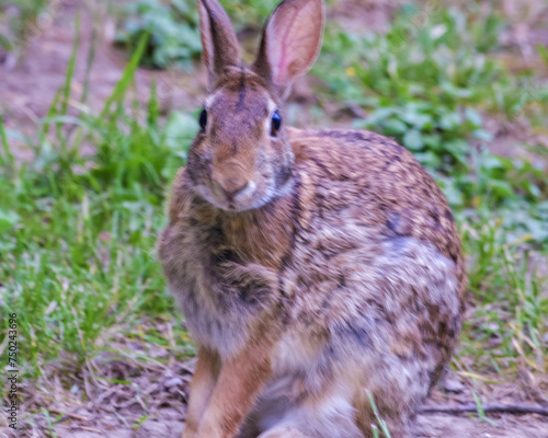 Rabbits © patricia