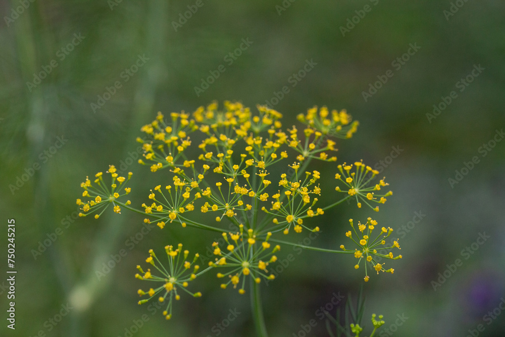 Yellow flower blooms on a dill herb plant Anethum graveolens