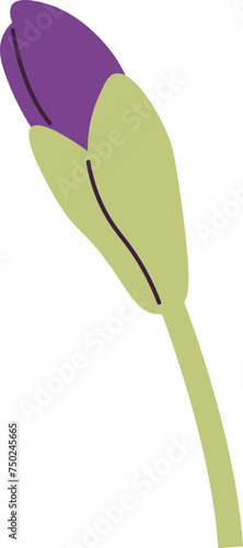 Viola Flower Bud