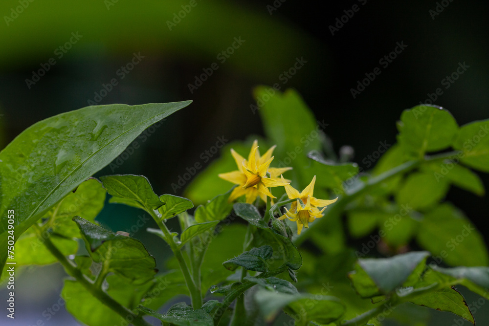 Yellow cherry tomato flower on a green plant in an organic garden Yellow cherry tomato flower on a green plant in an organic garden