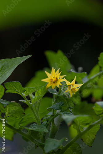 Yellow cherry tomato flower on a green plant in an organic garden