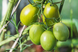 Tomatoes raised in a greenhouse, close-up
