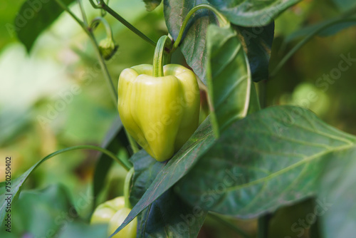 Green pepper plant close-up. Growing organic pepper in the garden. photo