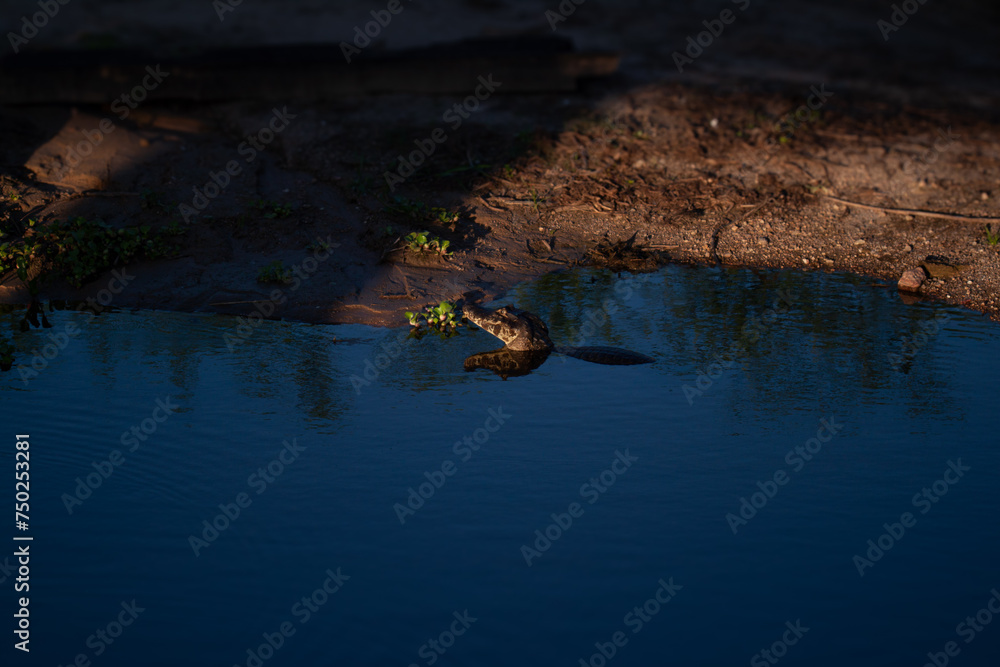 Pantanal, Brazil 