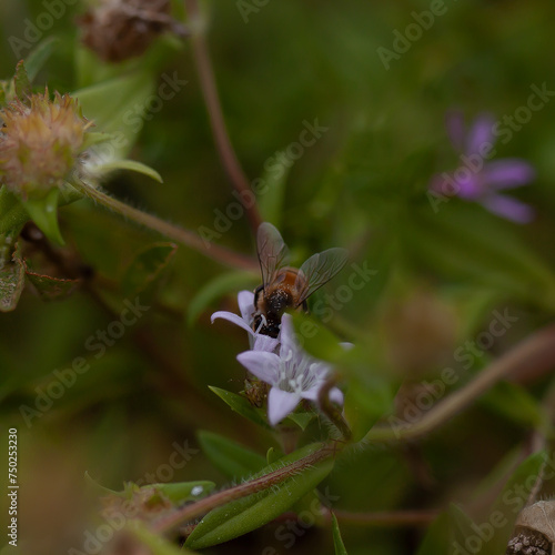 Bee pollinating 
