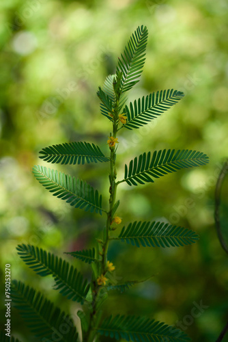 Aeschynomene histrix 