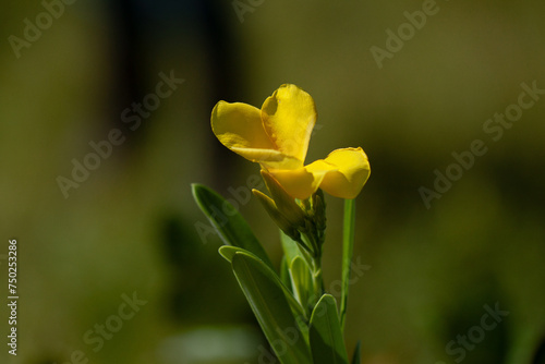 Thevetia bicornuta 