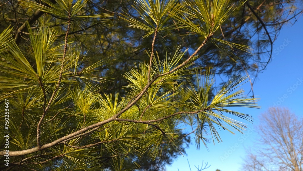 Plant Tree Exotic Paradise Nature Plant Tree Exotic Paradise Nature