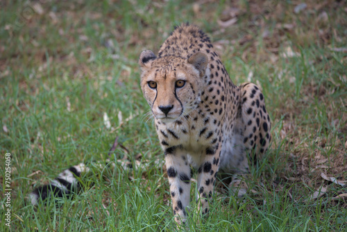 A close up view of a cheetah