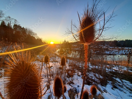 sunset in the park