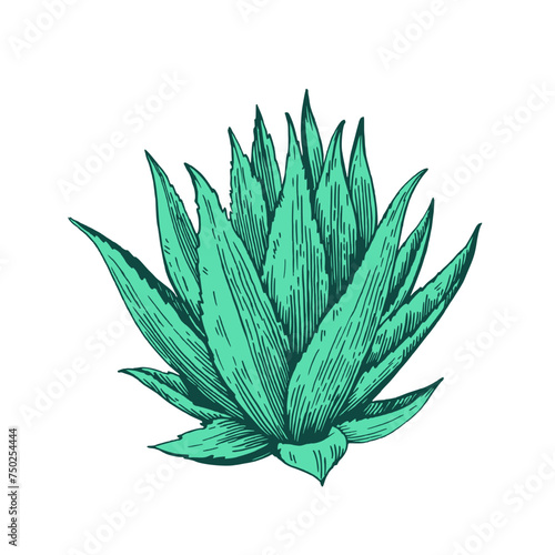 Hand drawn illustration in engraving style. Agave plant isolated on white background. Vector element for design.