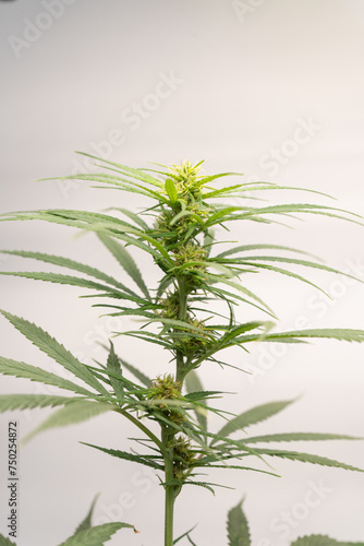 Cannabis farm indoor. Marijuana flowering