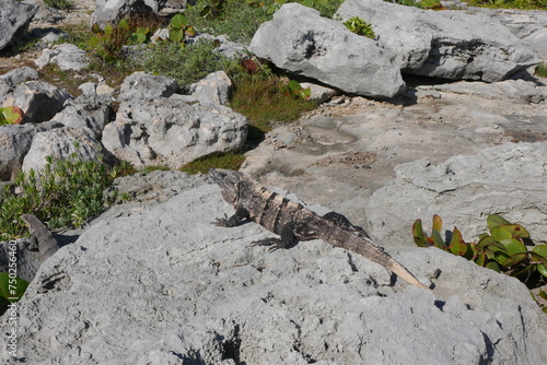 Leguan an Felsenküste in Mexiko photo