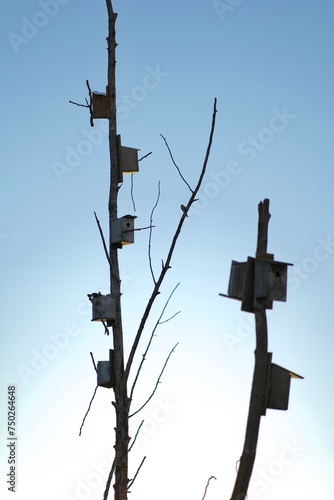silhouette, of birdhouses in dead tree
