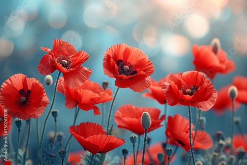 A field of red poppies with a blue sky in the background