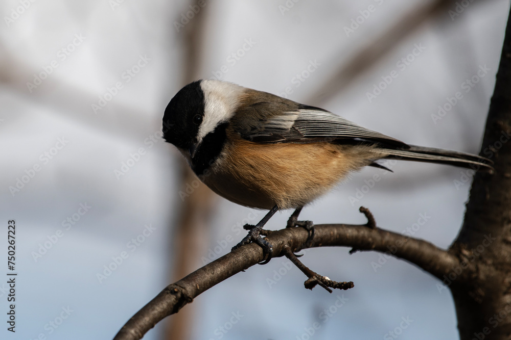 Fototapeta premium Black-Capped Chickadee