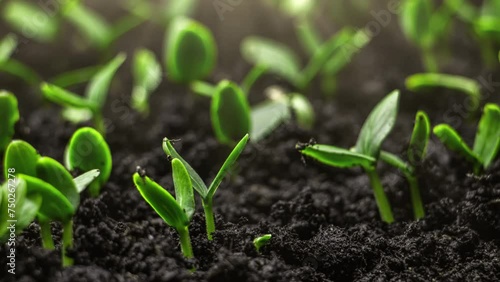 Growing plants in timelapse, Sprouts Germination, Seeds sprout through the soil, Newborn seeds, The birth of a new life in nature, Cutting a sprout through the ground