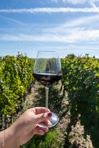 Tasting red Bordeaux wine, Merlot or Cabernet Sauvignon red wine grapes on cru class vineyards in Pomerol, Saint-Emilion wine making region, France, Bordeaux