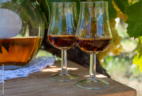 Tasting of Cognac strong alcohol drink in Cognac region, Charente with ripe ready to harvest ugni blanc grape on background uses for spirits distillation, France photo