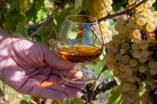 Tasting of Cognac strong alcohol drink in Cognac region, Charente with ripe ready to harvest ugni blanc grape on background uses for spirits distillation, France photo