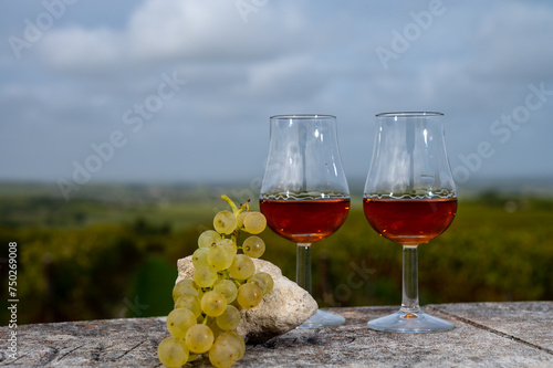 Tasting of Cognac strong alcohol drink in Cognac region, Charente with rows of ripe ready to harvest ugni blanc grape on background uses for spirits distillation, France photo