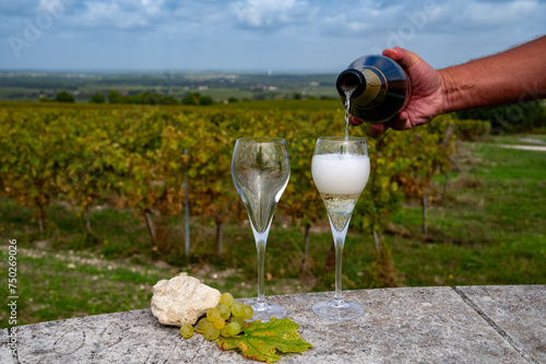 Tasting of grand cru sparkling white wine with bubbles champagne on chardonnay vineyards in Avize,  grand cru wine producer small village, Cote des Blancs, Champagne, France photo