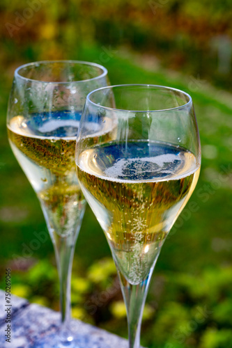 Tasting of grand cru sparkling white wine with bubbles champagne on chardonnay vineyards in Avize,  grand cru wine producer small village, Cote des Blancs, Champagne, France photo