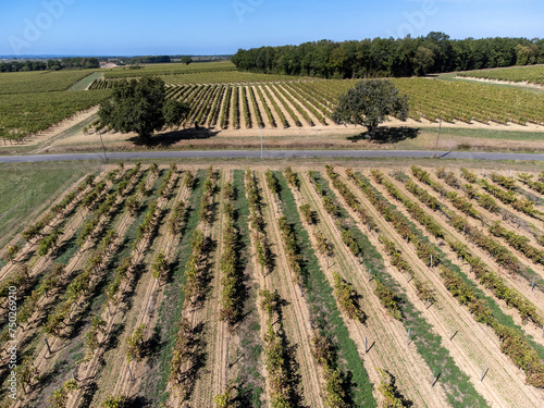 Harvest time in Cognac white wine region, Charente, ripe ready to harvest ugni blanc grape uses for Cognac strong spirits distillation, France photo