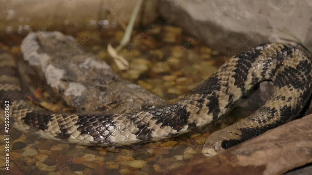 false water cobra turns and exits creek slomo false water cobra turns and exits creek slomo