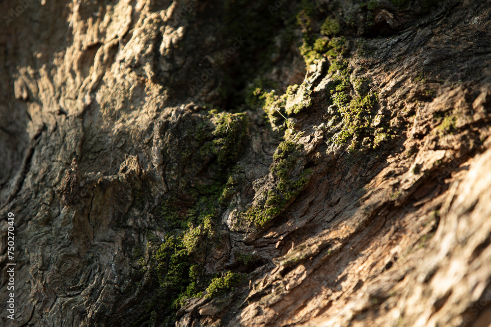 close up bark of tree