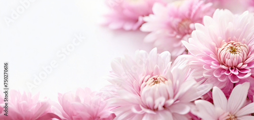 pink chrysanthemum flowers copy space generative ai