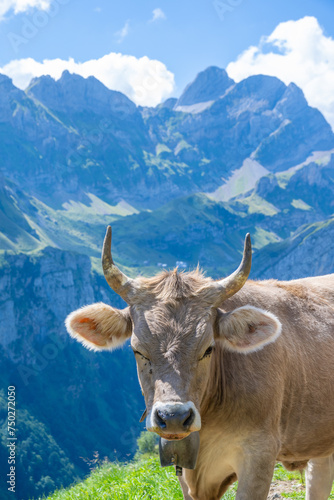 Typical Swiss Cows in Ebenalp  Canton Appenzell-Innerroden  Switzerland