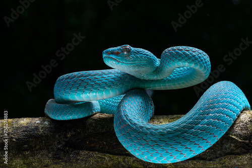 Male blue pit viper snake, trimeresurus insularis, posing on defensive posture, with dark background photo