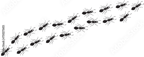 Ant chain  small pest trail  insect marching  animal colony  black silhouettes bug top view isolated on white background. Simple vector illustration