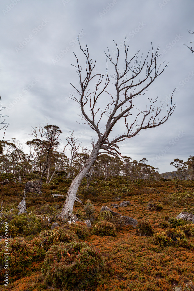 Walls of Jerusalem National Park, Central Highlands, Tasmania, Australia