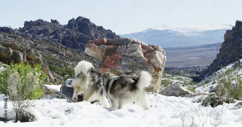 Love, dogs or happy couple in snow to play a game with freedom, adventure or fun on holiday vacation. Man, woman or people on mountain for bond, support or care in winter with animals or husky pets Love, dogs or happy couple in snow to play a game with freedom, adventure or fun on holiday vacation. Man, woman or people on mountain for bond, support or care in winter with animals or husky pets
