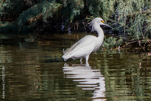 Wading Egret