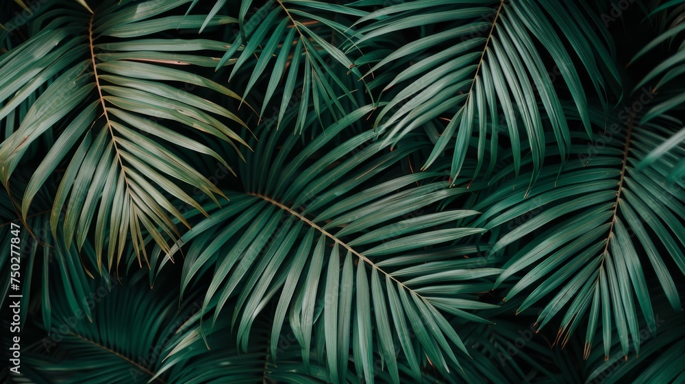 Lush green palm leaves creating a beautiful textured natural background for various design projects. Lush green palm leaves creating a beautiful textured natural background for various design projects.