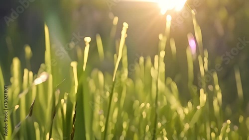 Close Up of Grass With Sun in Background Generative AI
