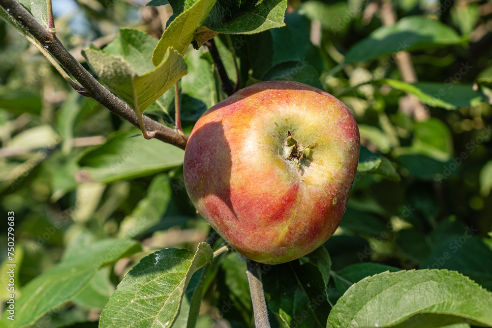 Gravenstein Apples ripening on the branch between green leaves Gravenstein Apples ripening on the branch between green leaves