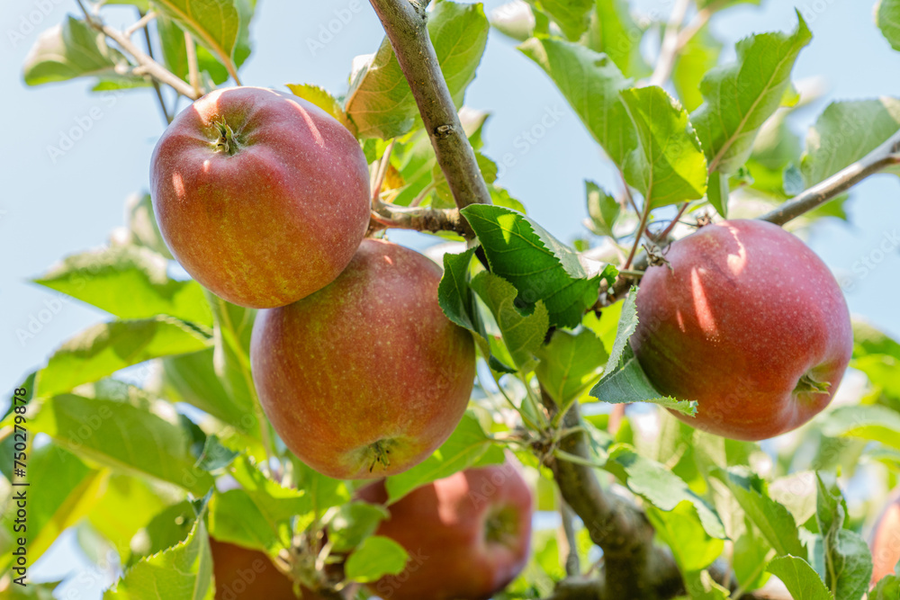 jonagold Apples ripening on the branch between green leaves Stock Photo