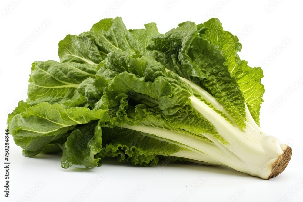 Escarole, vegetable , white background. Escarole, vegetable , white background.