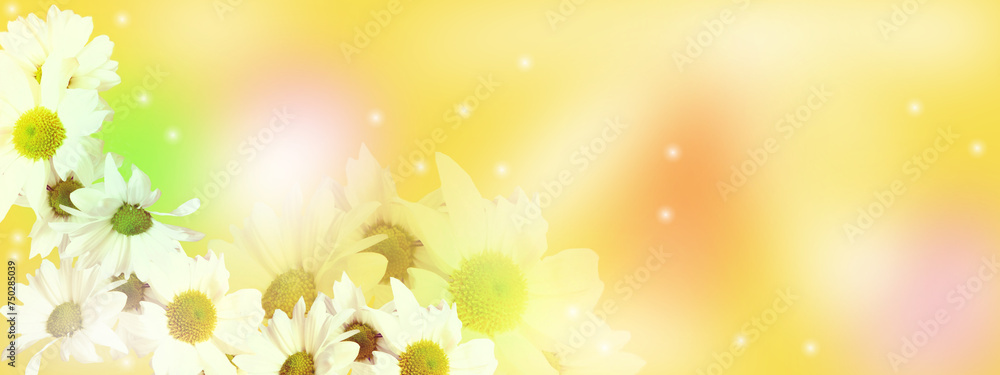 Flowers composition. Chamomile flowers frame on colorful background. Beautiful fairy atmospheric mood. Spring, summer concept. Flat lay, top view, copy space