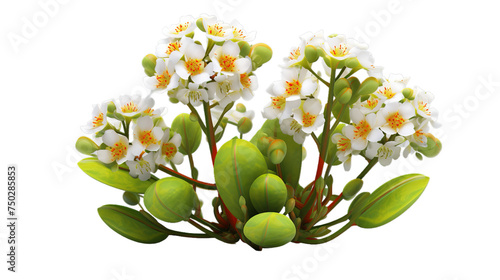 illustration of Medicinal Kalanchoe, Isolated on transparent PNG background, Generative ai photo