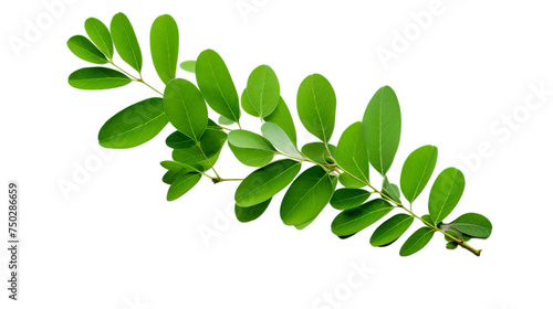 Phyllanthus Niruri Leaves , Isolated on transparent PNG background, Generative ai © anita