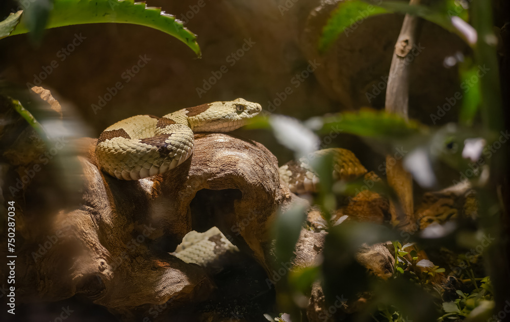 Northern Copperhead snake resting in reptile exhibit at a zoo in Tennessee.