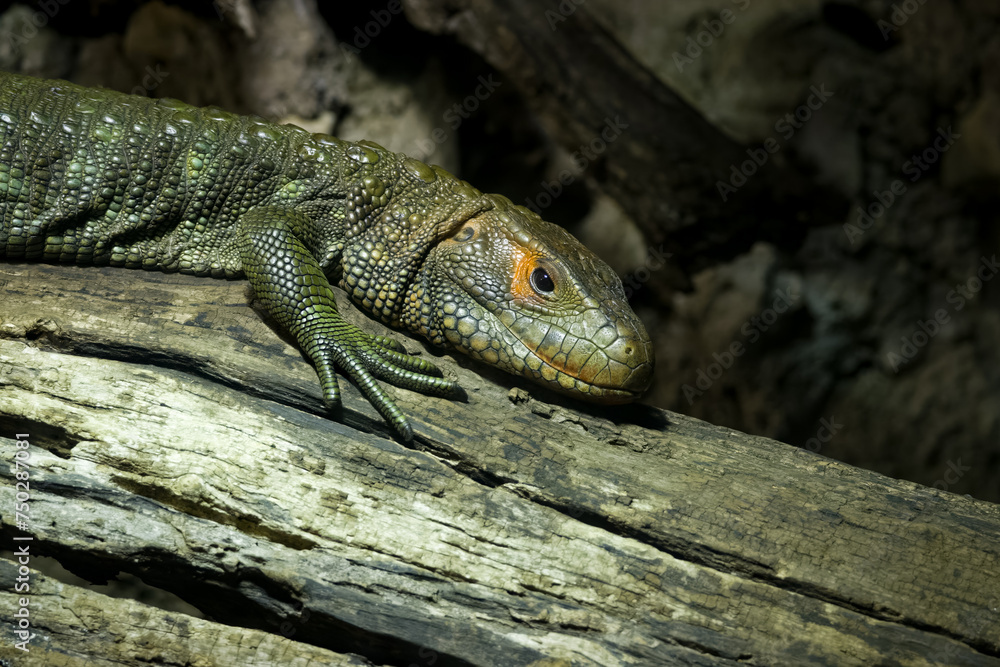 Naklejka premium Caiman lizard resting on a tree limb in a reptile exhibit in a zoo in Tennessee.